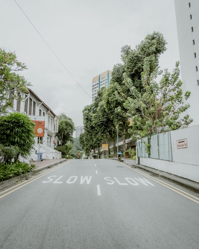 白天灰色水泥路旁的绿树
